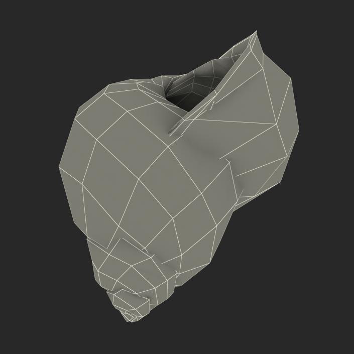 3D model Marginata Shell