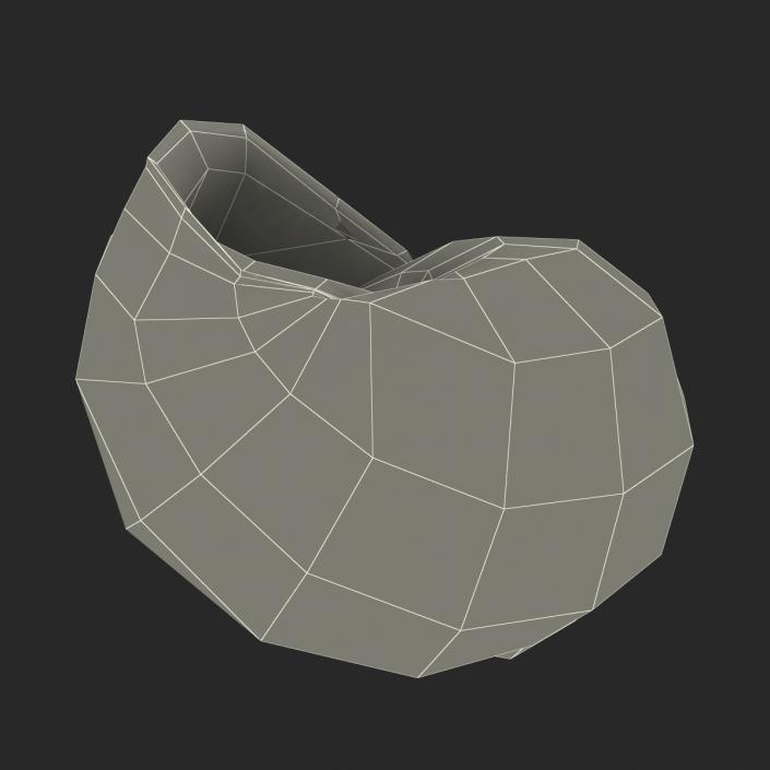 3D model Marginata Shell