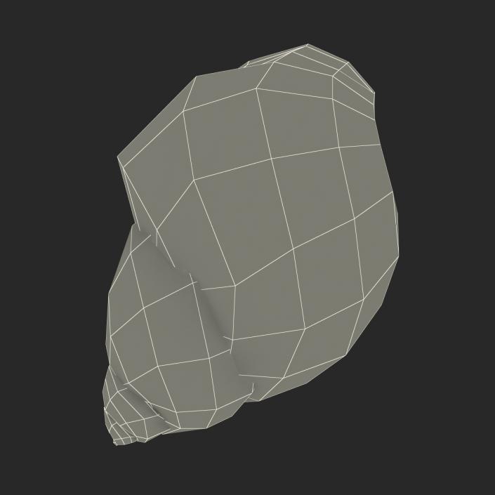 3D model Marginata Shell