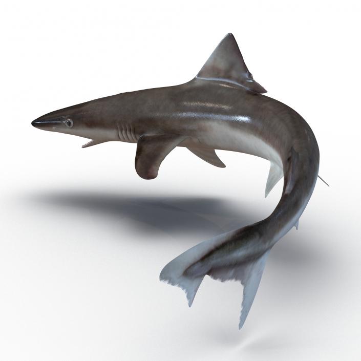 3D School Shark Swimming Pose