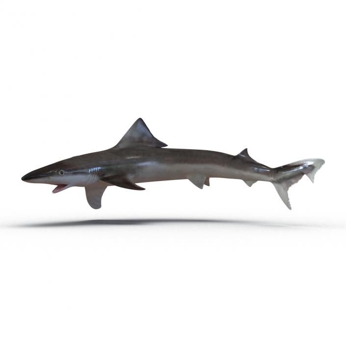 3D School Shark Swimming Pose