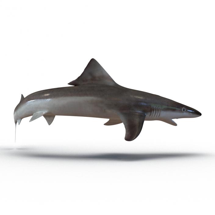 3D School Shark Swimming Pose