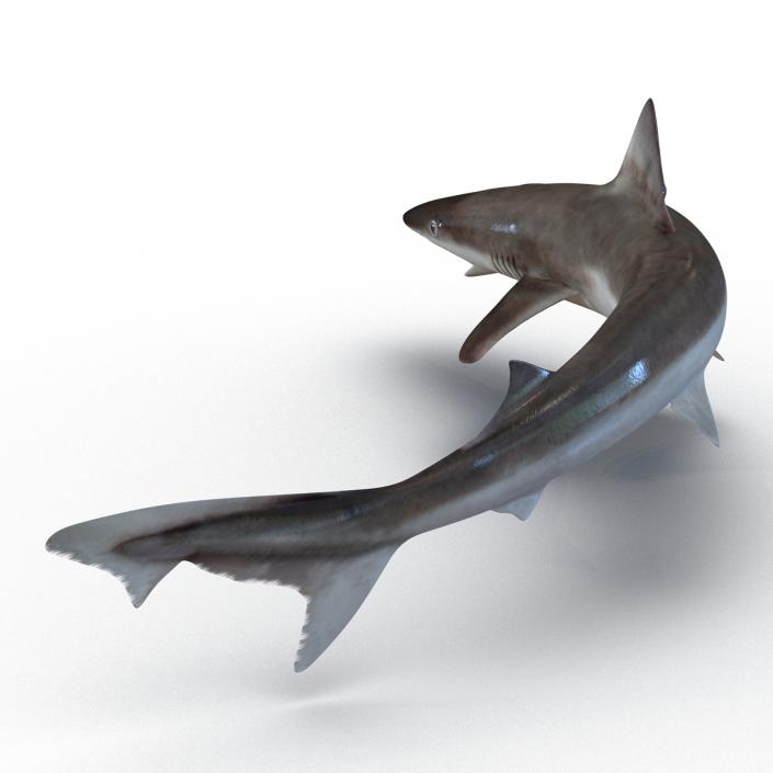 3D School Shark Swimming Pose