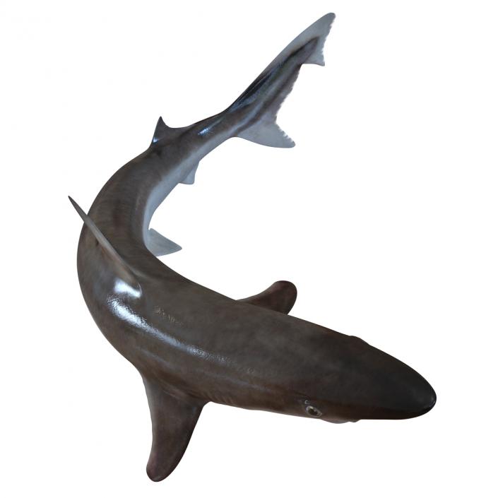 3D School Shark Swimming Pose