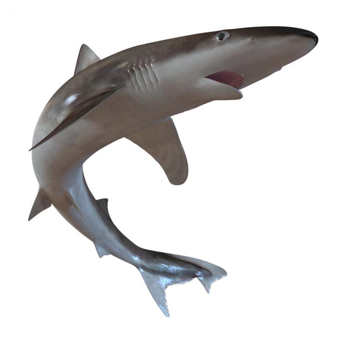 3D School Shark Swimming Pose