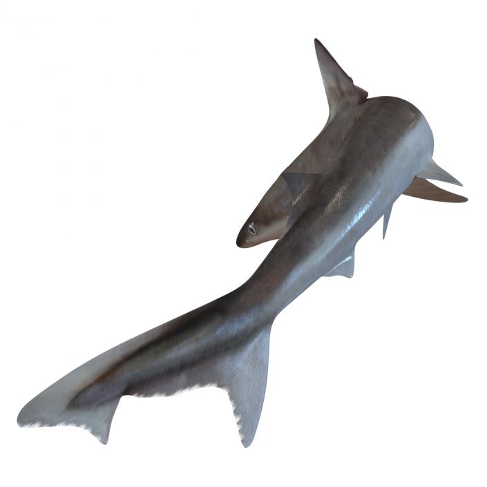 3D School Shark Swimming Pose