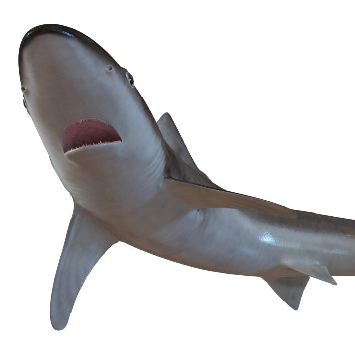 3D School Shark Swimming Pose