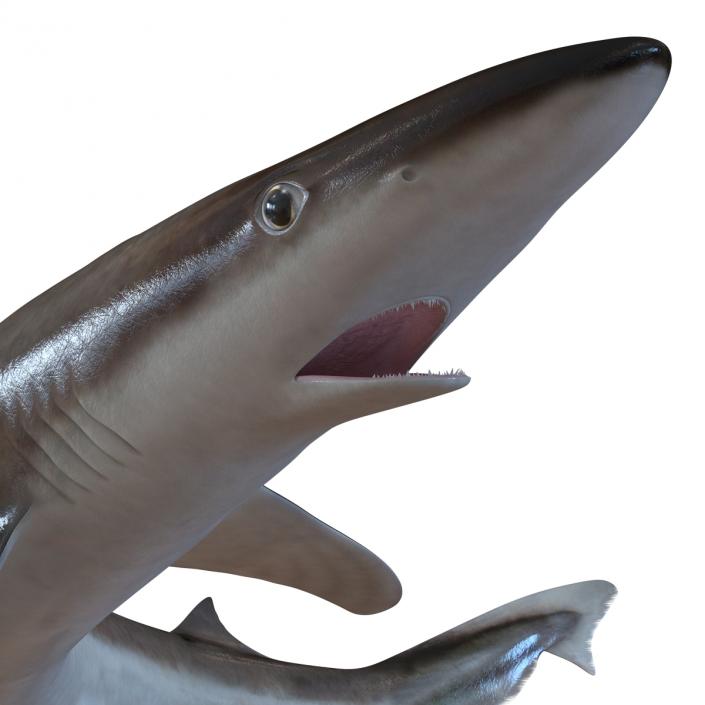 3D School Shark Swimming Pose