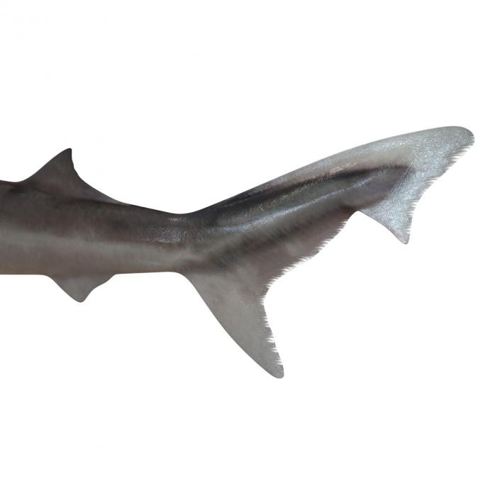 3D School Shark Swimming Pose