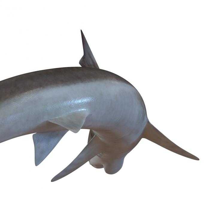 3D School Shark Swimming Pose