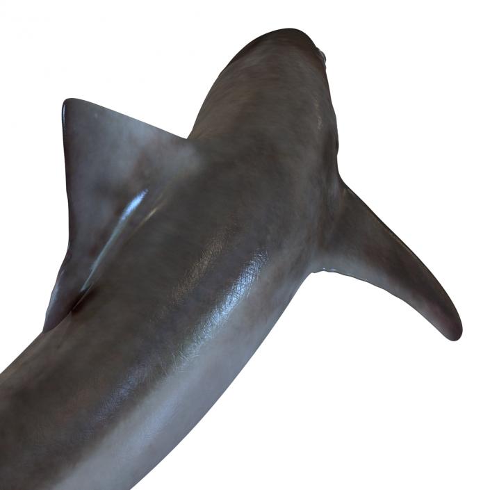 3D School Shark Swimming Pose