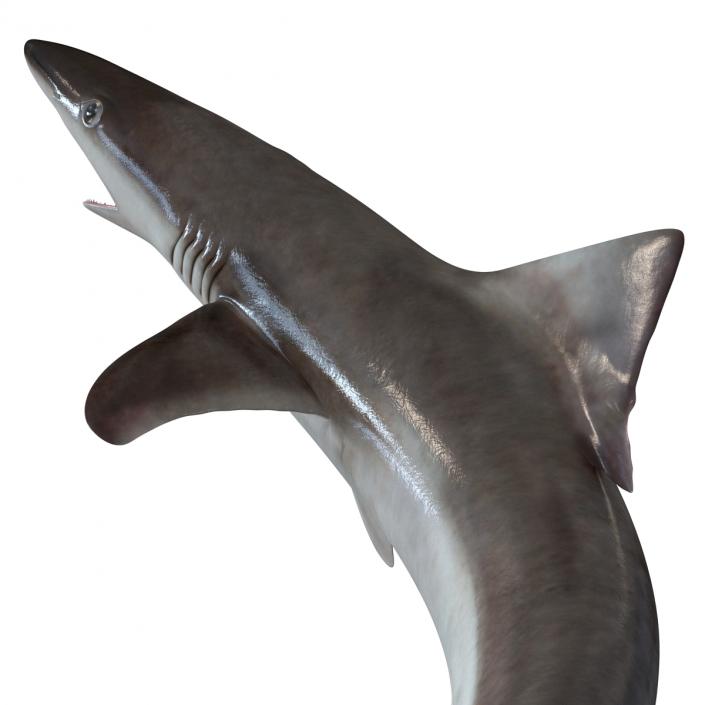 3D School Shark Swimming Pose