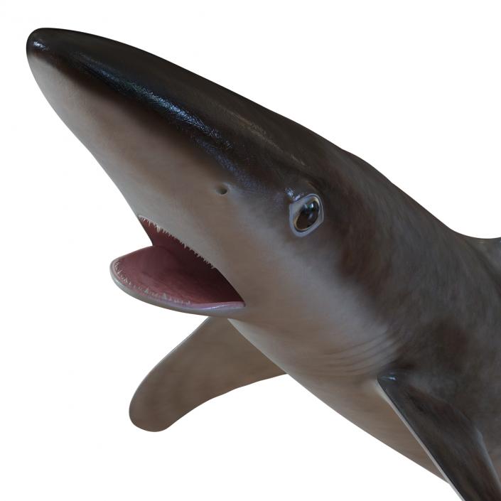 3D School Shark Swimming Pose