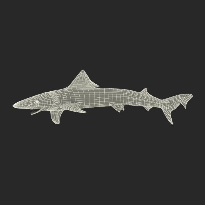 3D School Shark Swimming Pose