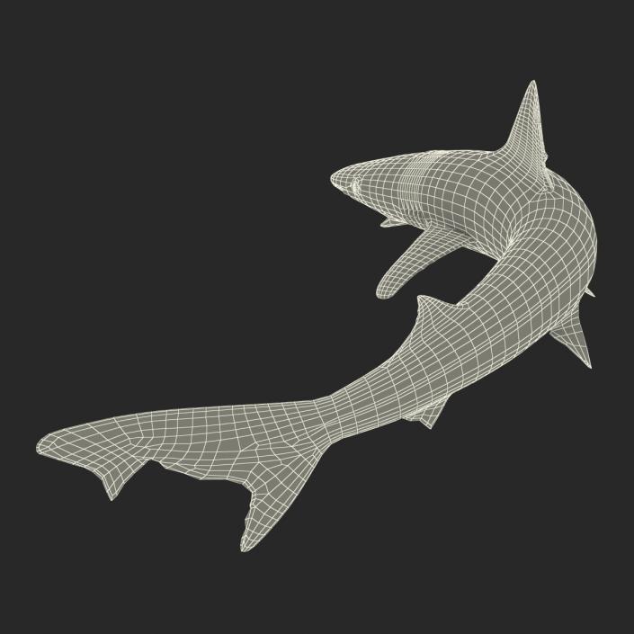 3D School Shark Swimming Pose