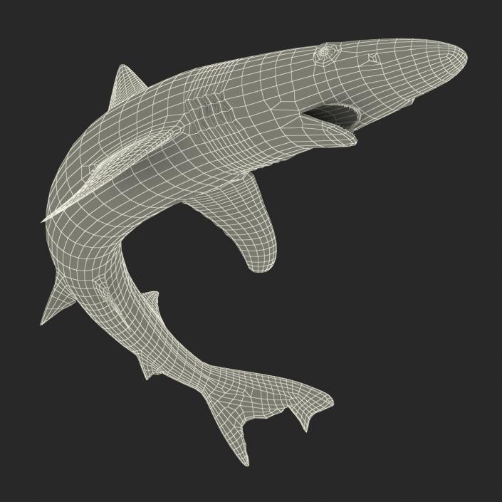 3D School Shark Swimming Pose