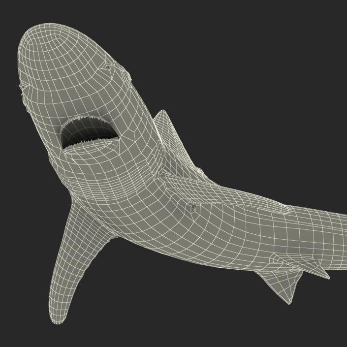 3D School Shark Swimming Pose