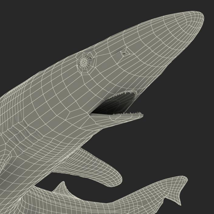 3D School Shark Swimming Pose