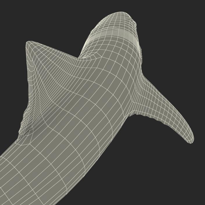 3D School Shark Swimming Pose