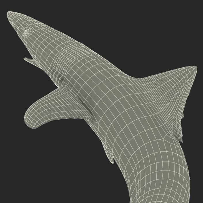 3D School Shark Swimming Pose