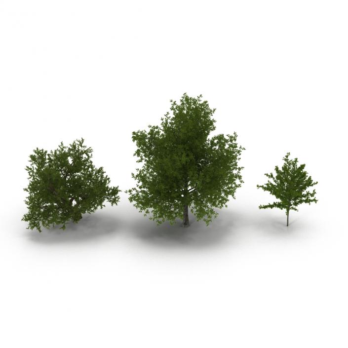 3D Summer Red Maple Trees Collection model