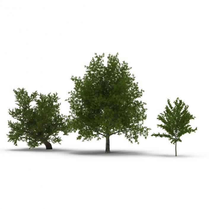 3D Summer Red Maple Trees Collection model