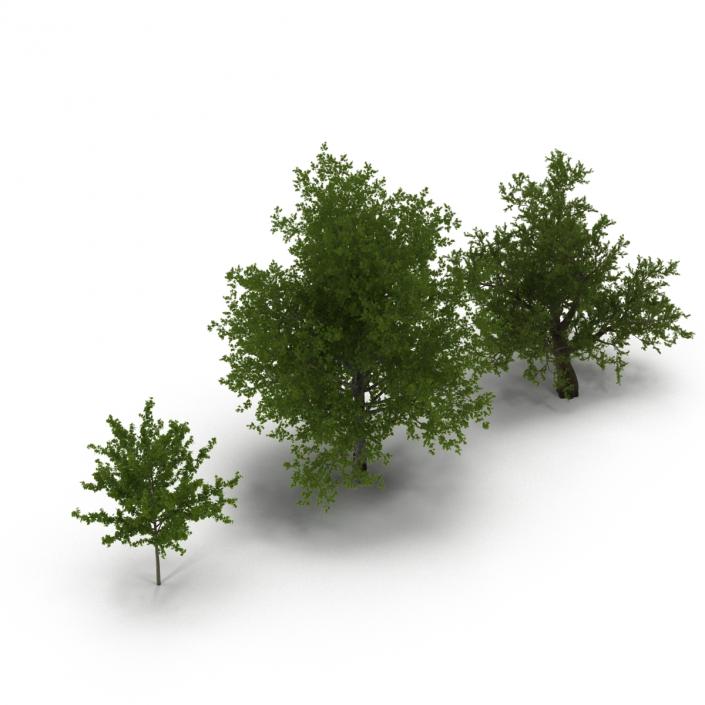 3D Summer Red Maple Trees Collection model