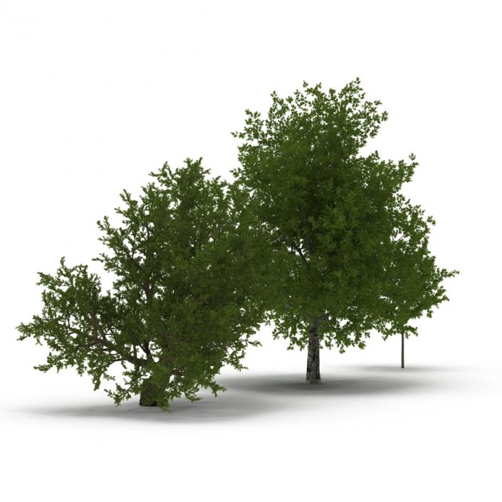 3D Summer Red Maple Trees Collection model