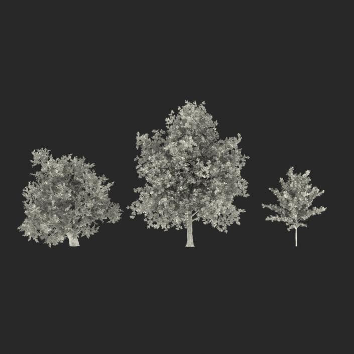 3D Summer Red Maple Trees Collection model