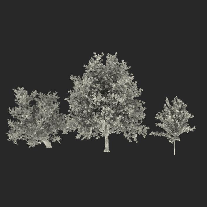 3D Summer Red Maple Trees Collection model