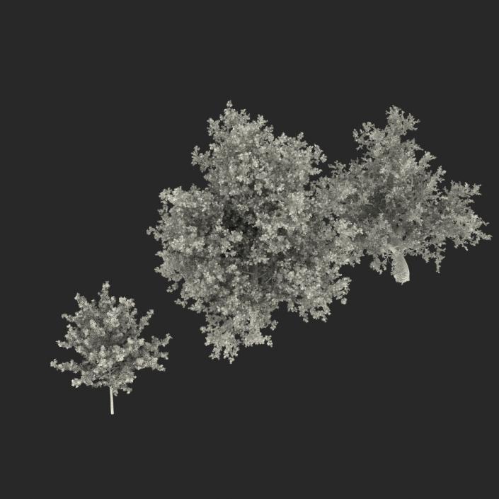 3D Summer Red Maple Trees Collection model