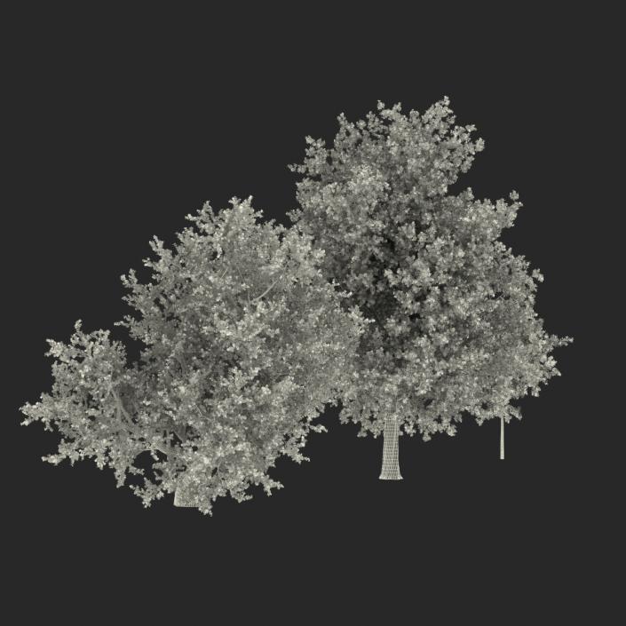 3D Summer Red Maple Trees Collection model