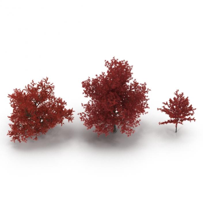 3D Autumn Red Maple Trees 3D Models Collection model