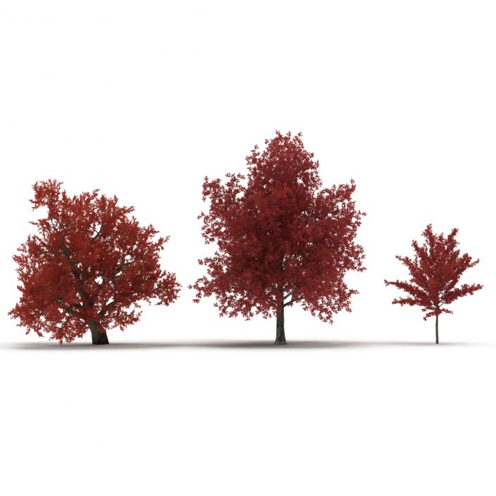 3D Autumn Red Maple Trees 3D Models Collection model