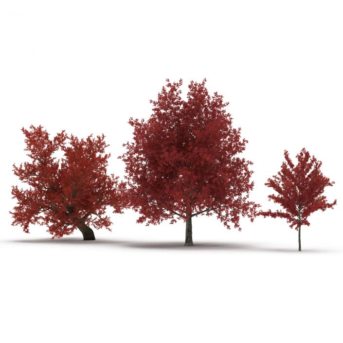 3D Autumn Red Maple Trees 3D Models Collection model