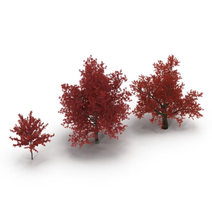 3D Autumn Red Maple Trees 3D Models Collection model