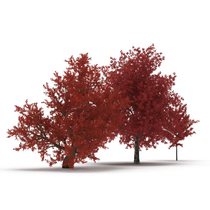 3D Autumn Red Maple Trees 3D Models Collection model