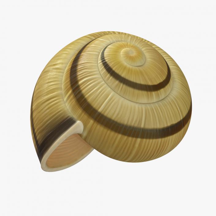 3D Snail Shell 2 model