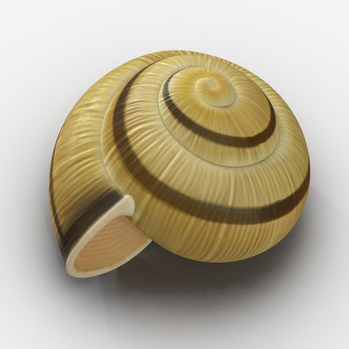 3D Snail Shell 2 model