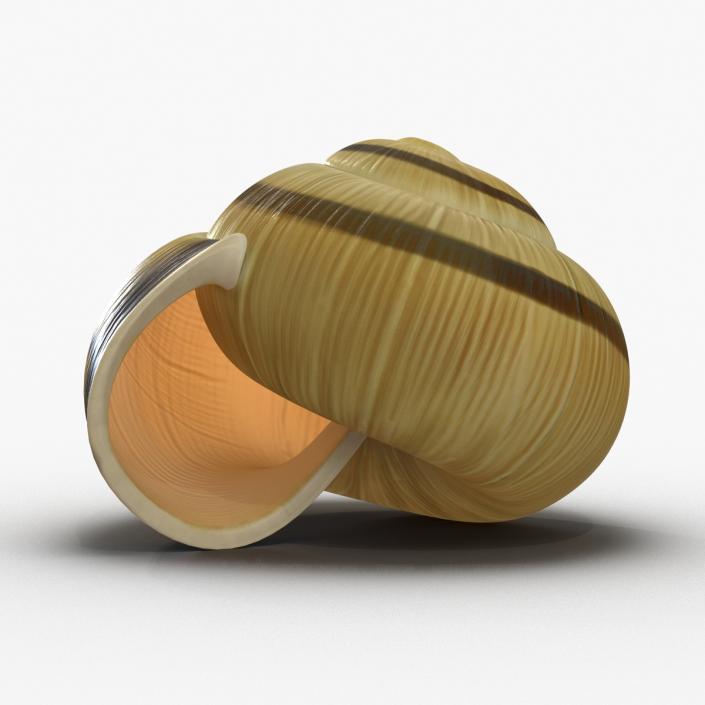 3D Snail Shell 2 model