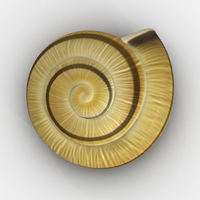 3D Snail Shell 2 model