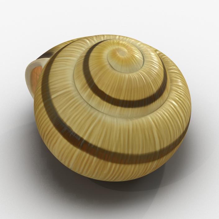 3D Snail Shell 2 model