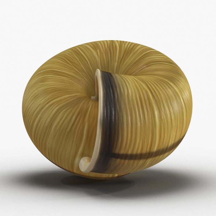 3D Snail Shell 2 model