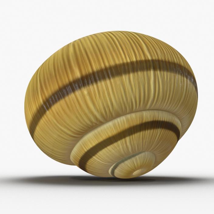 3D Snail Shell 2 model