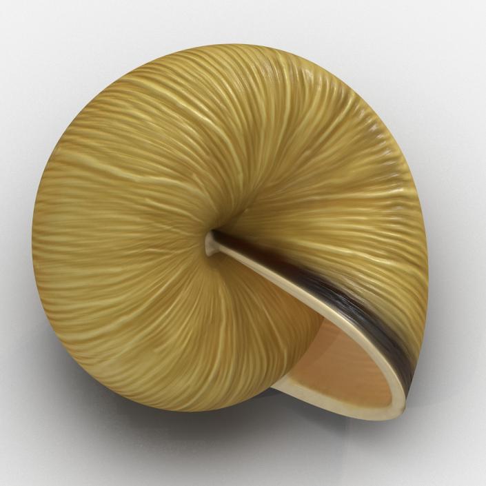 3D Snail Shell 2 model