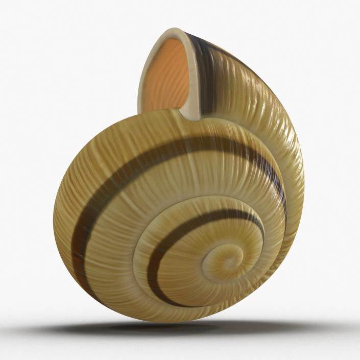 3D Snail Shell 2 model