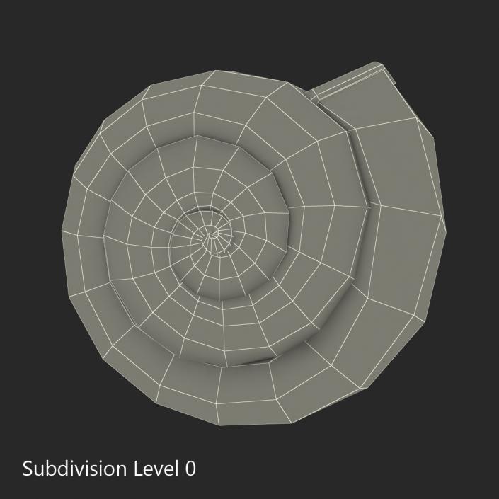 3D Snail Shell 2 model