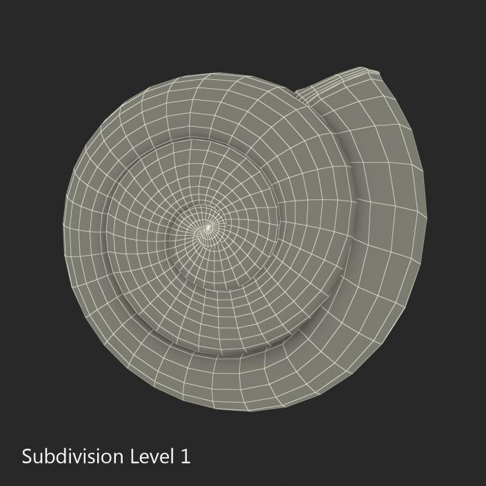 3D Snail Shell 2 model