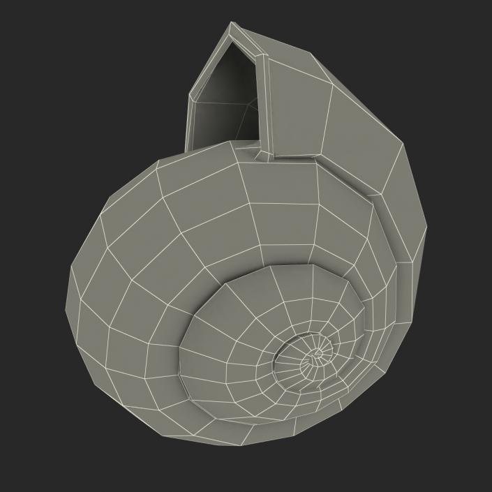 3D Snail Shell 2 model