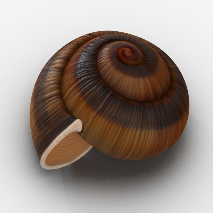 3D Snail Shell